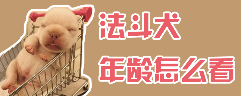 法斗犬年龄如何看
