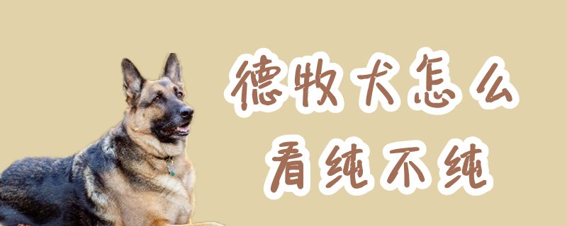 德牧犬如何看纯不纯