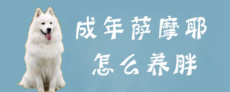 成年萨摩耶怎么养胖1