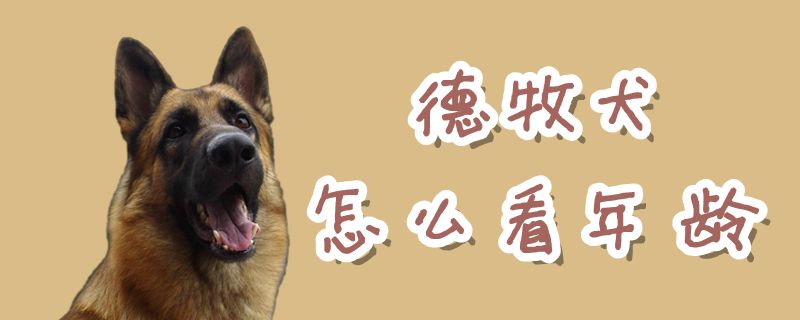 德牧犬如何看年龄