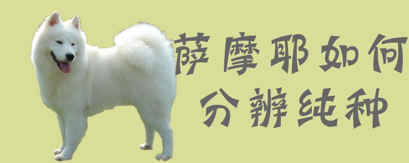 萨摩耶怎么样分辨纯种