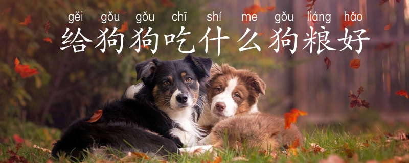 给狗狗吃那些狗粮好