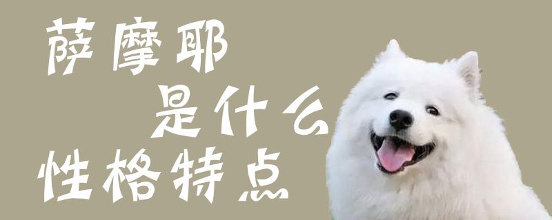 萨摩耶性格分析特征