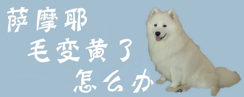 萨摩耶毛变黄了如何解决
