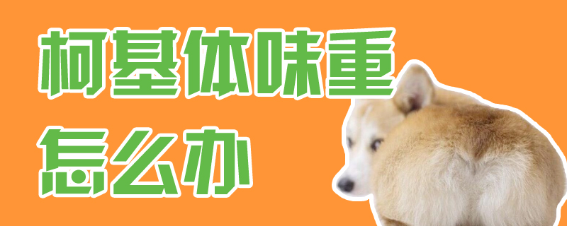 柯基体味重怎么办-第1张图片 柯基体味重怎么办-第1张图片