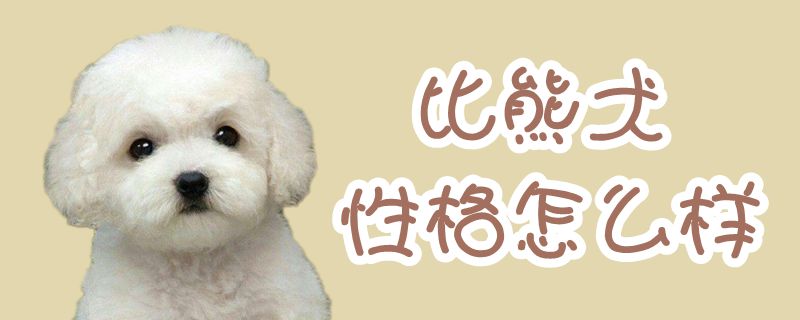 比熊犬性格如何
