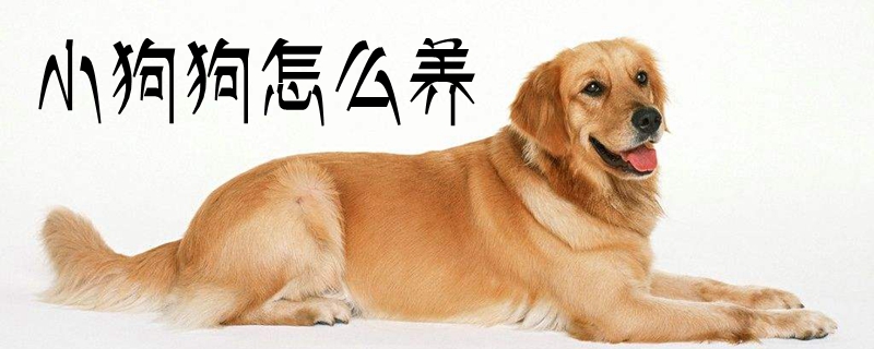 小狗狗如何养