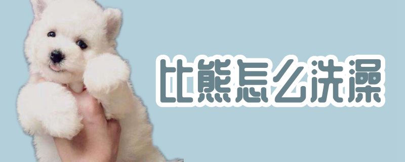 比熊如何洗澡