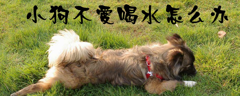 小狗不喜欢喝水如何解决