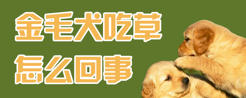 金毛犬吃草什么问题
