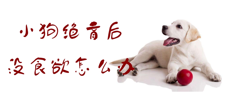 小狗绝育后没食欲如何解决