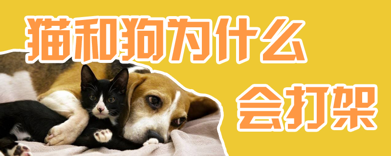 猫和狗为什么会打架