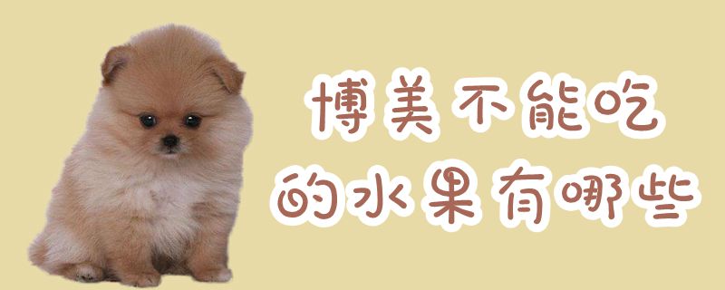 博美不可以吃的水果有什么
