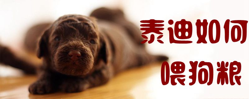 泰迪怎么样喂狗粮