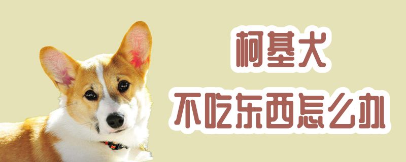 柯基犬不吃东西如何解决