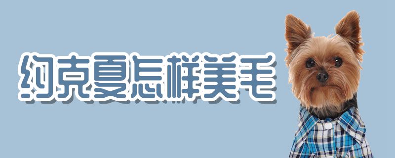 约克夏如何美毛