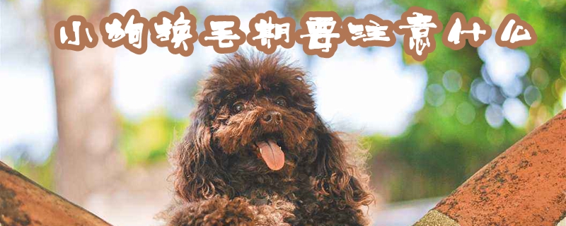 小狗换毛期应该注意什么