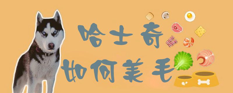 哈士奇怎么样美毛