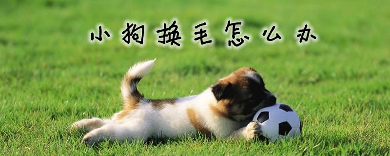 小狗换毛如何解决