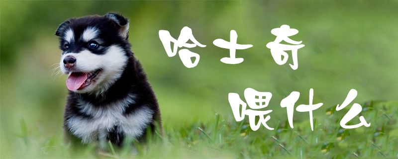 哈士奇喂什么