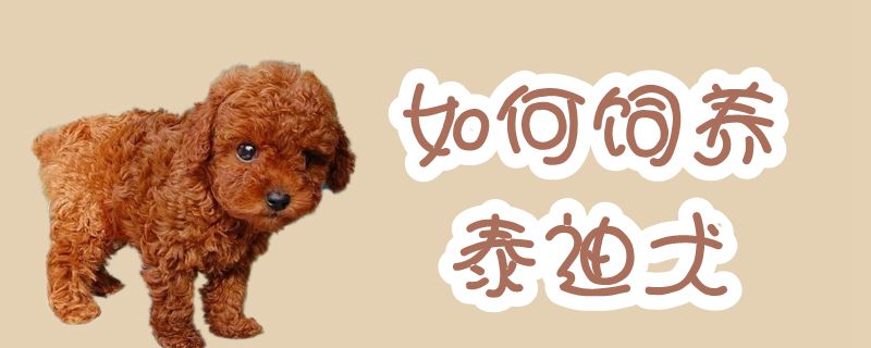 怎么样饲养泰迪犬