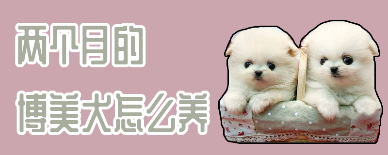 两个月的博美犬如何养