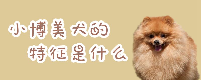 小博美犬的特点是什么