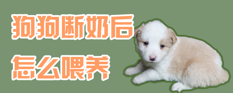 狗狗断奶后如何喂养