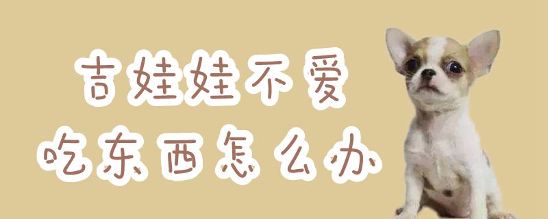 吉娃娃不喜欢吃东西如何解决