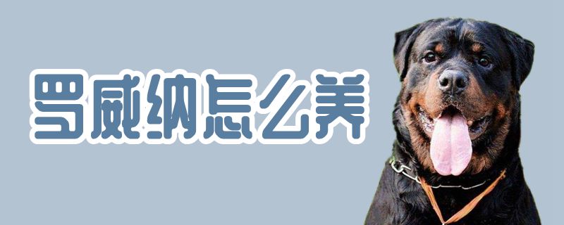 罗威纳如何养