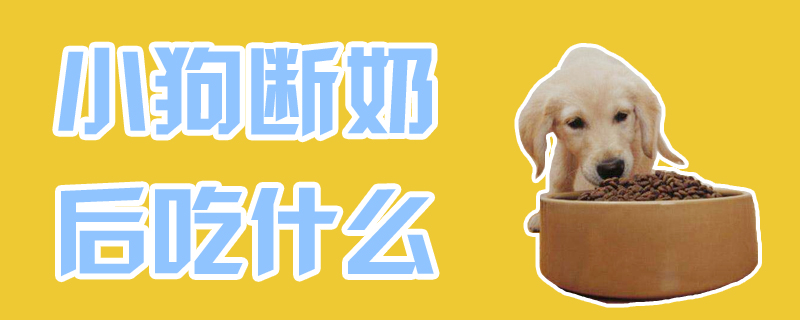 小狗断奶后吃那些