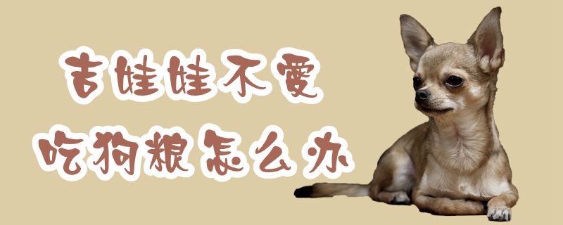 吉娃娃不喜欢吃狗粮如何解决