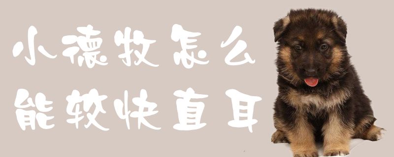 小德牧如何能较快直耳