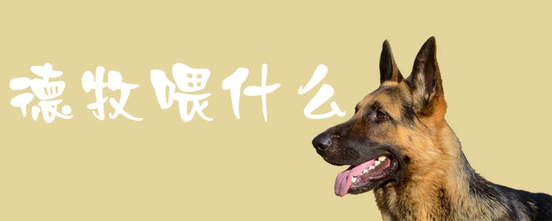 德牧喂什么