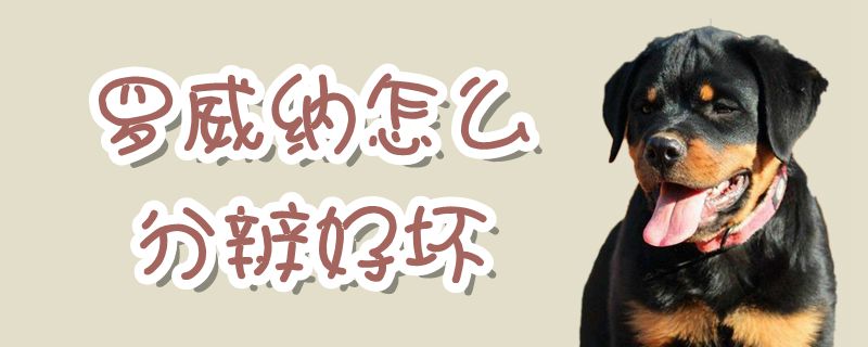罗威纳如何分辨好坏