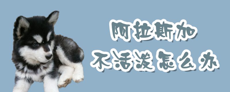 阿拉斯加不活泼如何解决