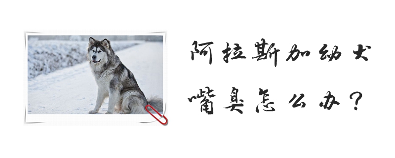 阿拉斯加幼犬嘴臭如何解决
