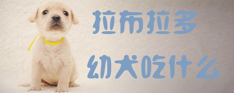 拉布拉多幼犬吃那些