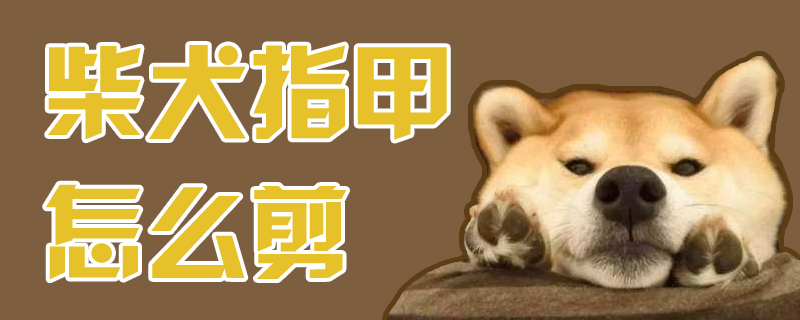 柴犬指甲怎么剪-第1张图片 柴犬指甲怎么剪-第1张图片