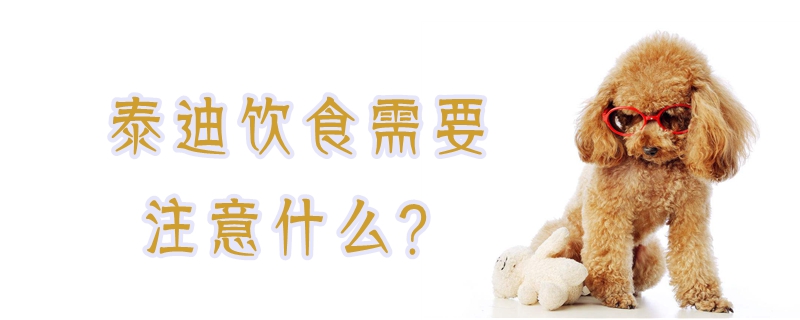 泰迪饮食应该注意什么