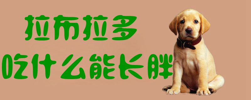 拉布拉多吃那些能长胖