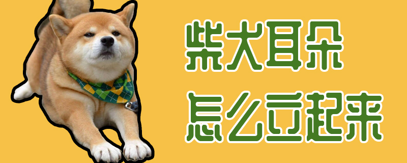 柴犬耳朵如何立起来