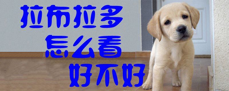 拉布拉多如何看怎么样