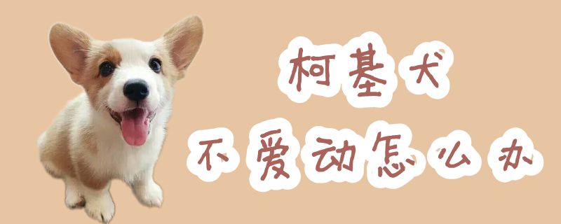 柯基犬不喜欢动如何解决