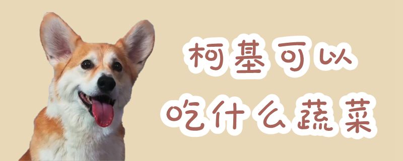柯基可以吃那些蔬菜