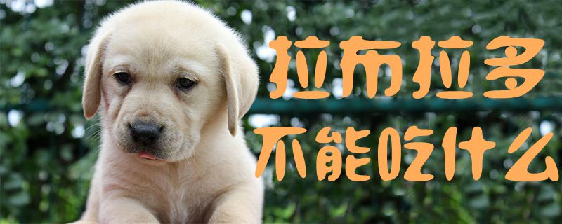 拉布拉多不可以吃那些