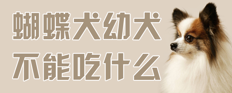 蝴蝶犬幼犬不可以吃那些