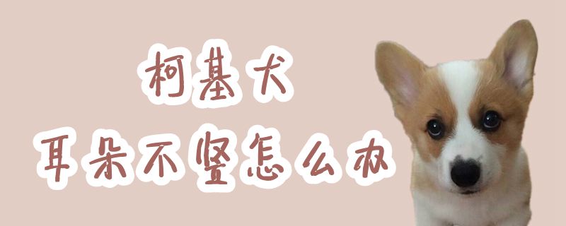 柯基犬耳朵不竖如何解决