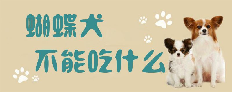 蝴蝶犬不可以吃那些