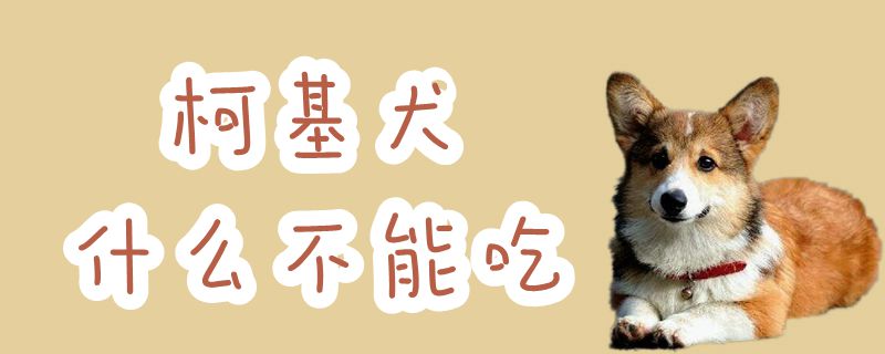 柯基犬什么不可以吃